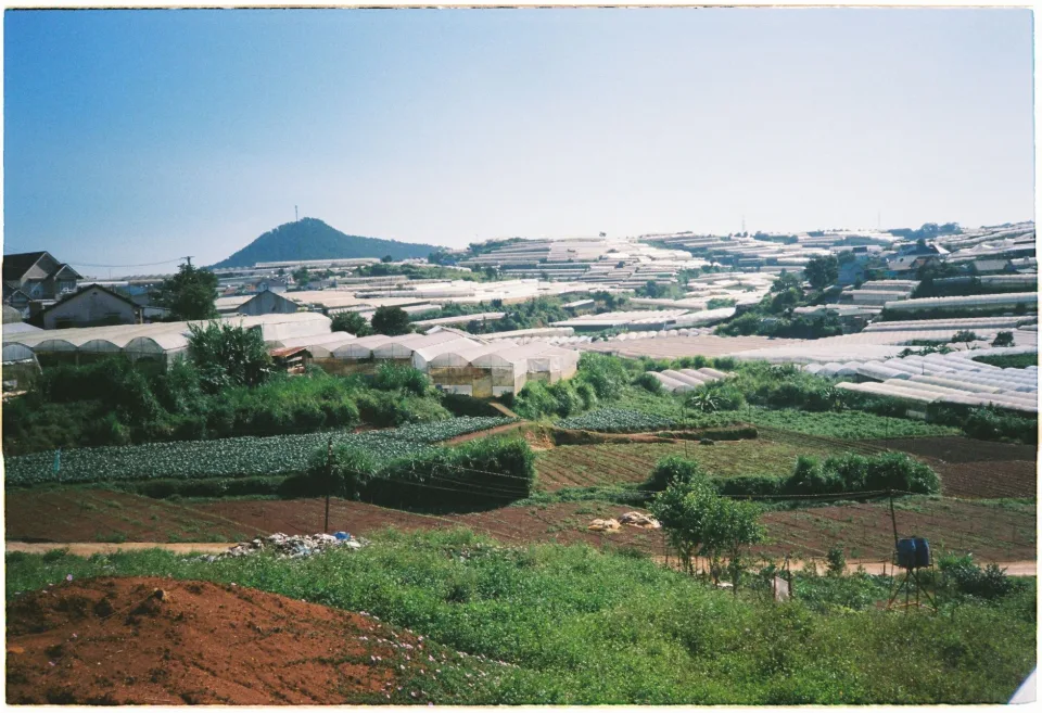 Thu hoạch buổi sáng